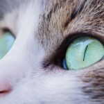 Natural home remedies for cat eye infections