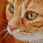 How to reduce cat odor naturally