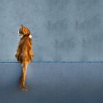 How to use chamomile tea safely for cats