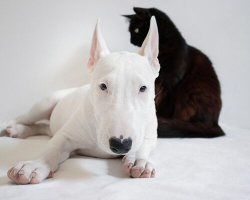 Herbal detox foods for dogs recovering from medication.